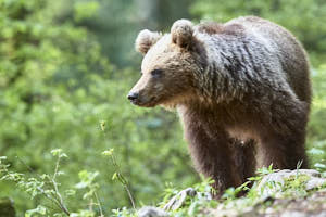 Ours brun<br>NIKON D4, 500 mm, 8000 ISO,  1/500 sec,  f : 5.6 